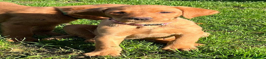 Labrador Retriever Puppy 5
