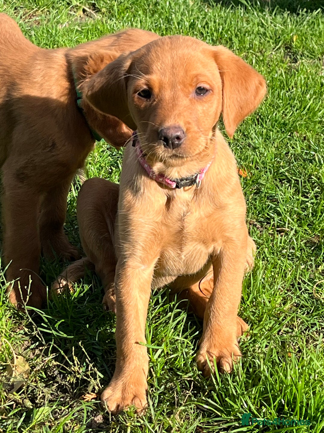 Labrador Retriever dogs for sale: FANTASTIC LITTER FOX RED LABRADOR PUPPIES  - Image 4