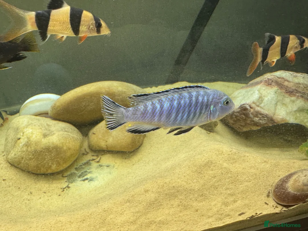 Cichlids fish for sale: Powder blue cichlids - Advert 2