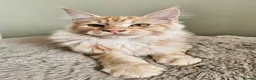 Maine Coon cats for sale: Beautiful Maine Coon kittens  - Advert 20