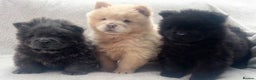 Chow Chow dogs for stud: TOP QUALITY CHOW CHOW FOR STUD in Sunderland - Advert 2