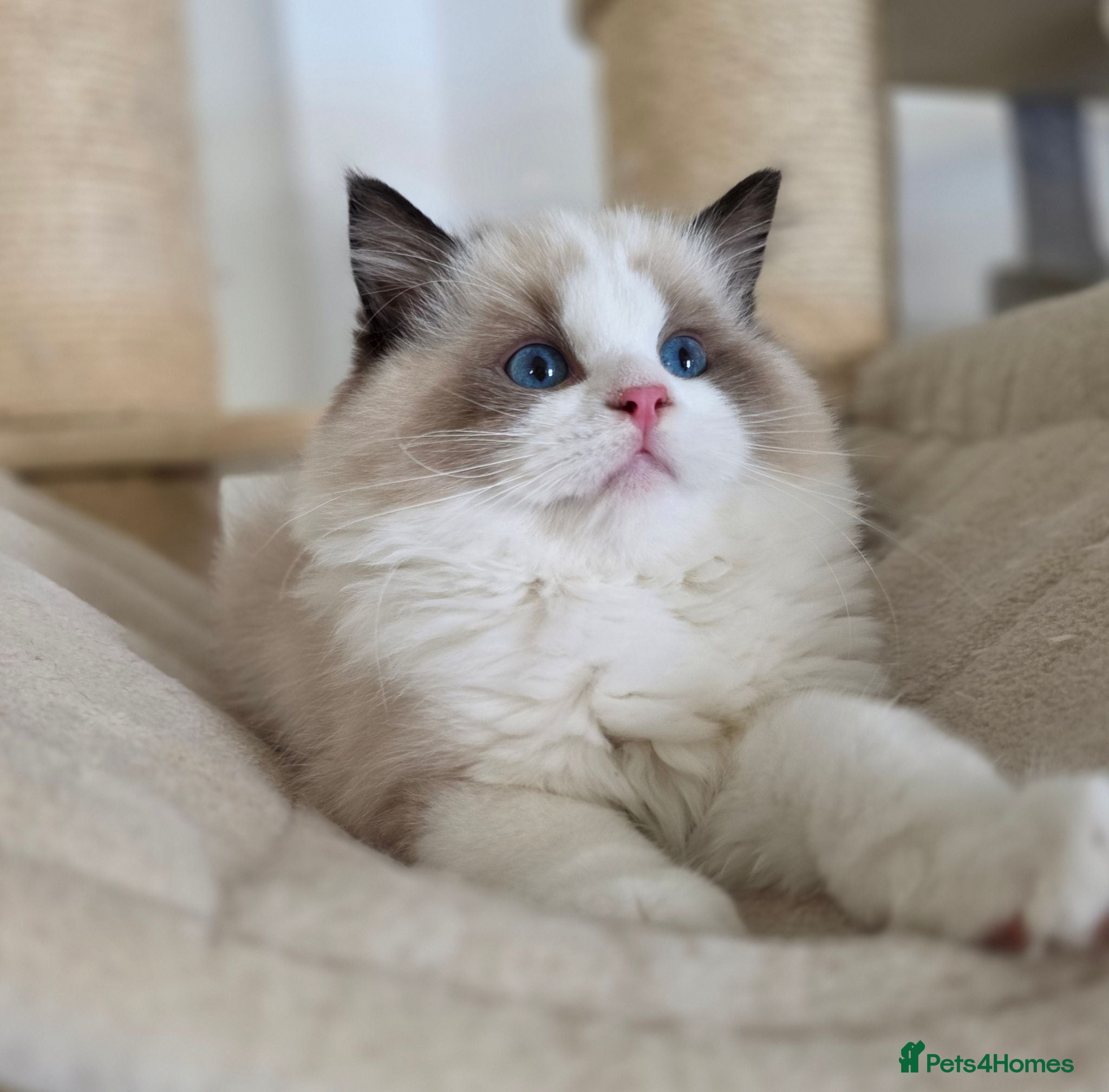 Ragdoll cats 💓please read🩵🏆European Champion lines 💫Tica - Advert 1