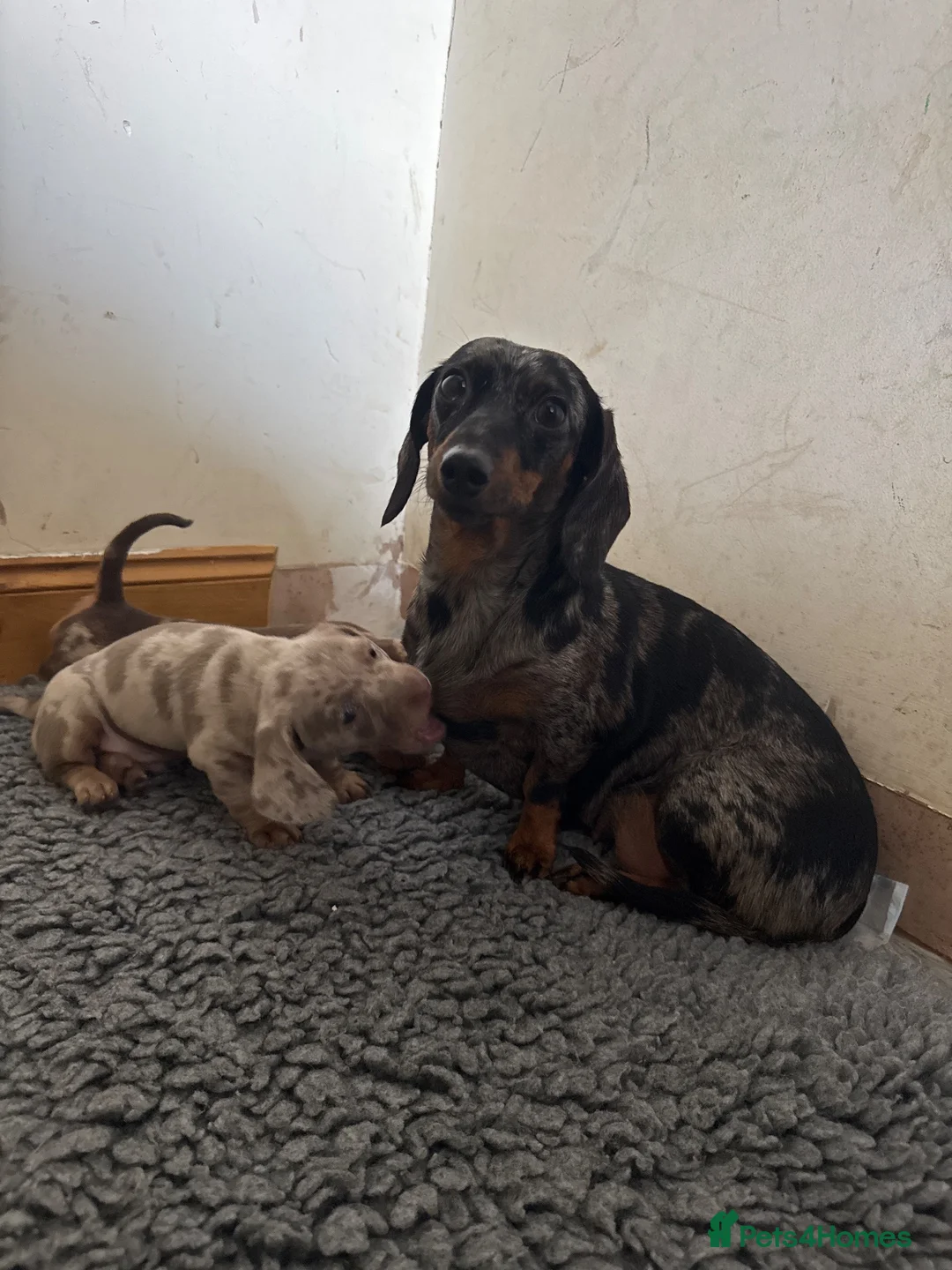 Miniature Dachshund dogs for sale: 2 beautiful boys 💙💙 in Chelmsford - Advert 7
