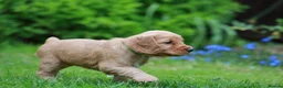 Cocker Spaniel dogs for sale: Gorgeous Working Cocker Spaniel Pups  - Advert 26