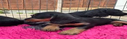 Doxiepoo dogs for sale: Beautifully bread Doxiepoos  - Advert 16