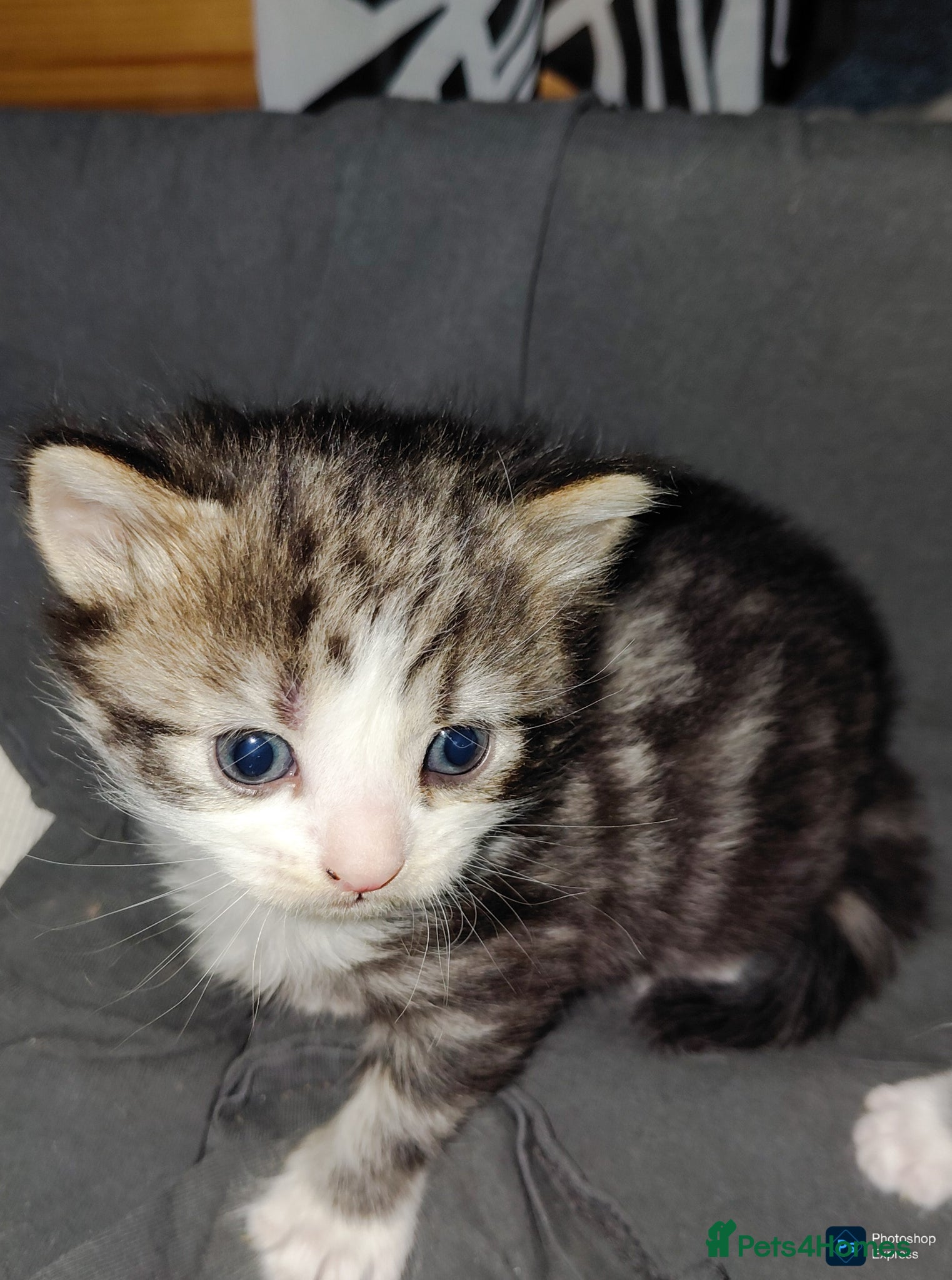 Mixed Breed cats mixed munchkins  - Advert 19