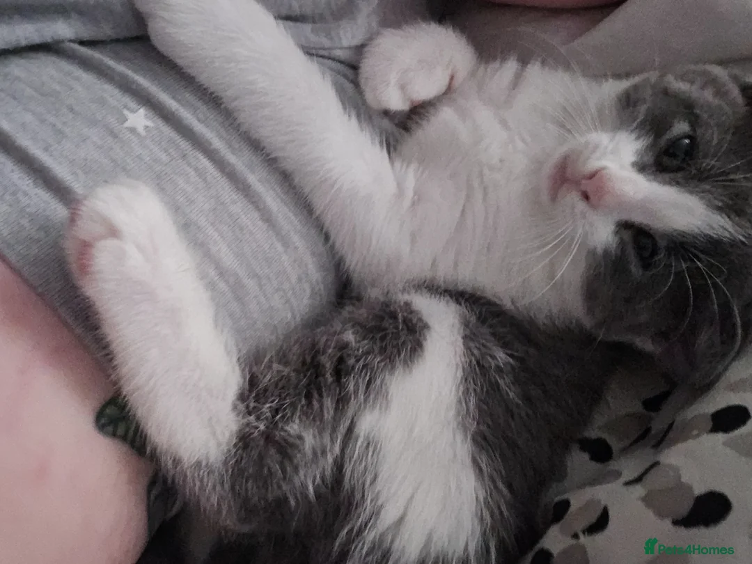 Mixed Breed cats for sale: Pretty grey and white boy for sale - Advert 2