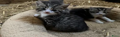 British Shorthair Kitten 6