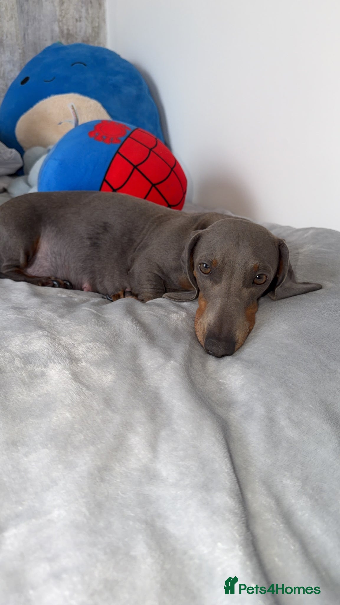 Dachshund dogs Dachshund Puppies 🩷💙 - Advert 10