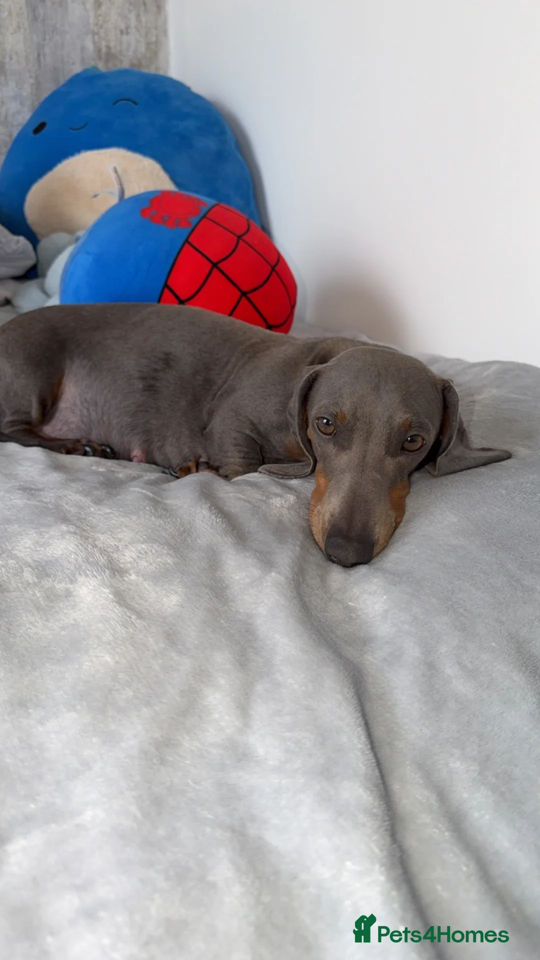 Dachshund dogs for sale: Dachshund Puppies 🩷💙 in Stockton-on-Tees - Advert 1