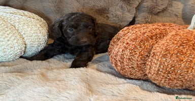 Cockapoo dogs - Advert 5