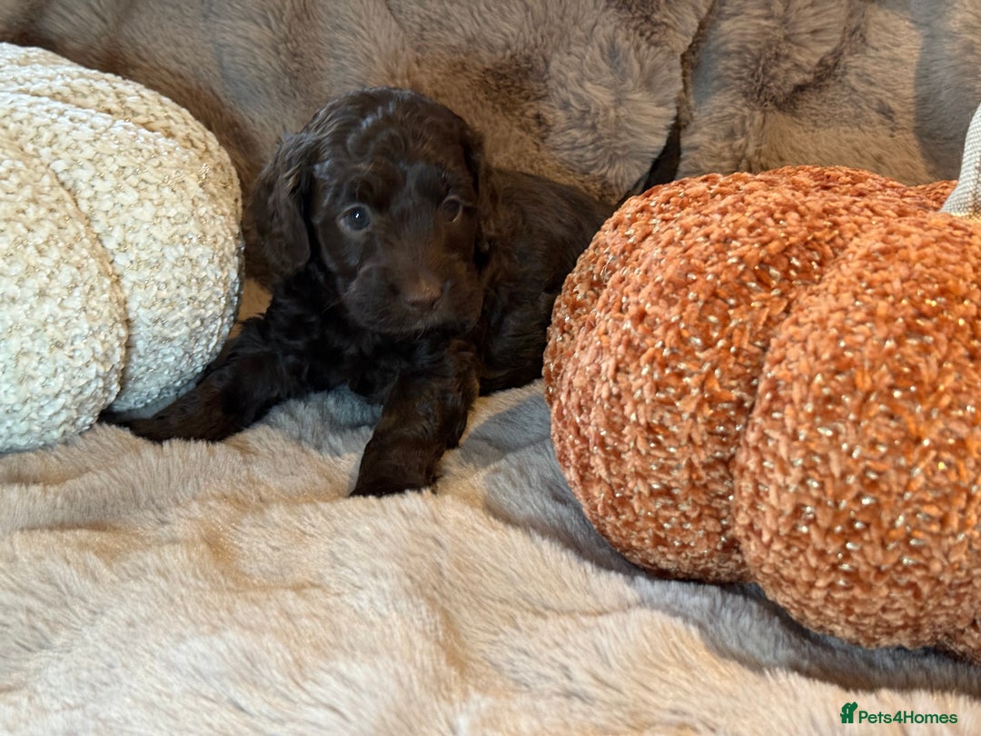 Cockapoo dogs for sale: F1 Cockapoo , Array of colours  - Image 3