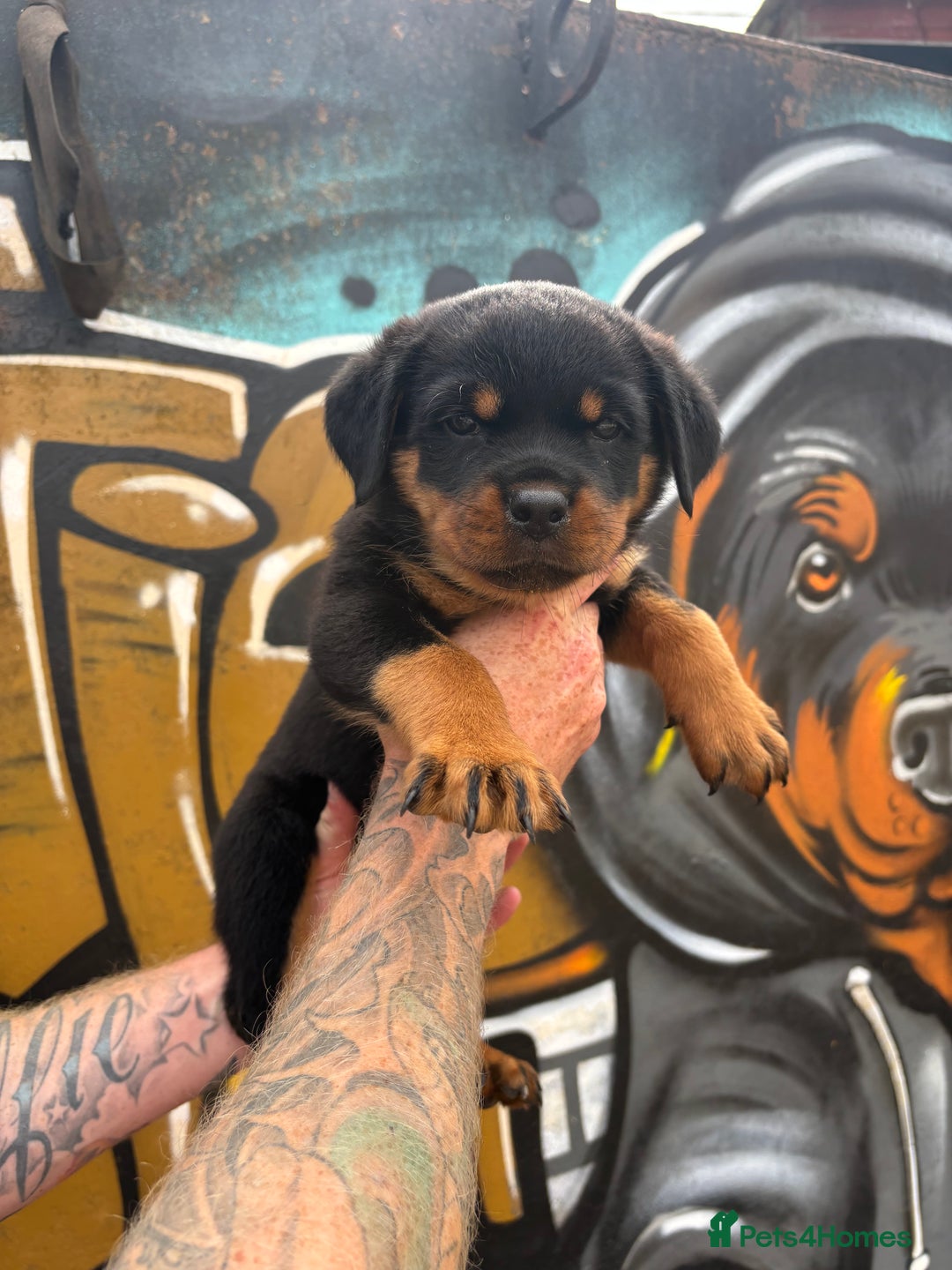 Rottweiler dogs for sale:  Rottweiler Puppies - READY NOW! 2 LEFT!  - Image 25