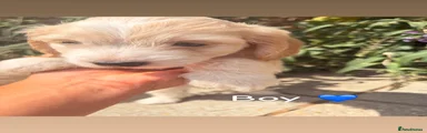 Cockapoo 1 Male