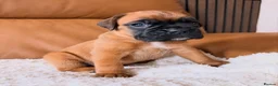 Boxer dogs for sale: Kc Red&White Boxer puppies health tested parents  - Advert 11