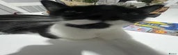 Domestic Shorthair cats for sale: Two Black/White Kittens - Advert 1