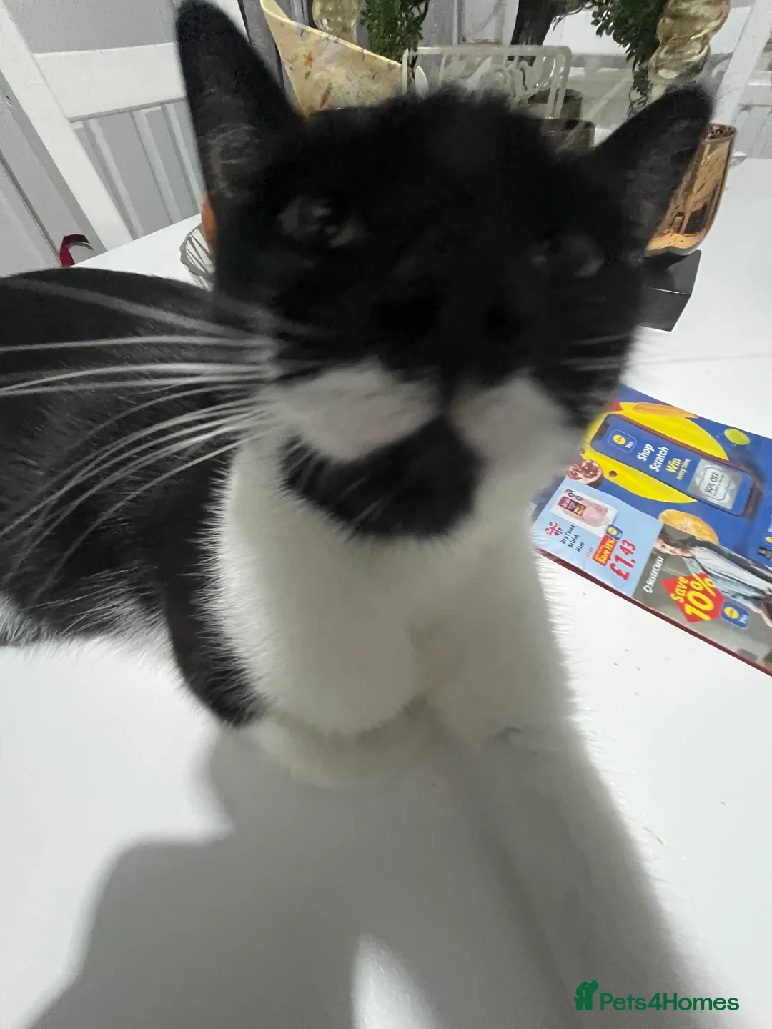 Domestic Shorthair cats for sale: Two Black/White Kittens - Advert 1