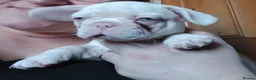 French Bulldog dogs for sale: Health clear French Bulldog puppies visual pink - Advert 21