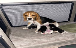Beagle dogs for stud: KC registered Beagle stud in West Malling - Image 8