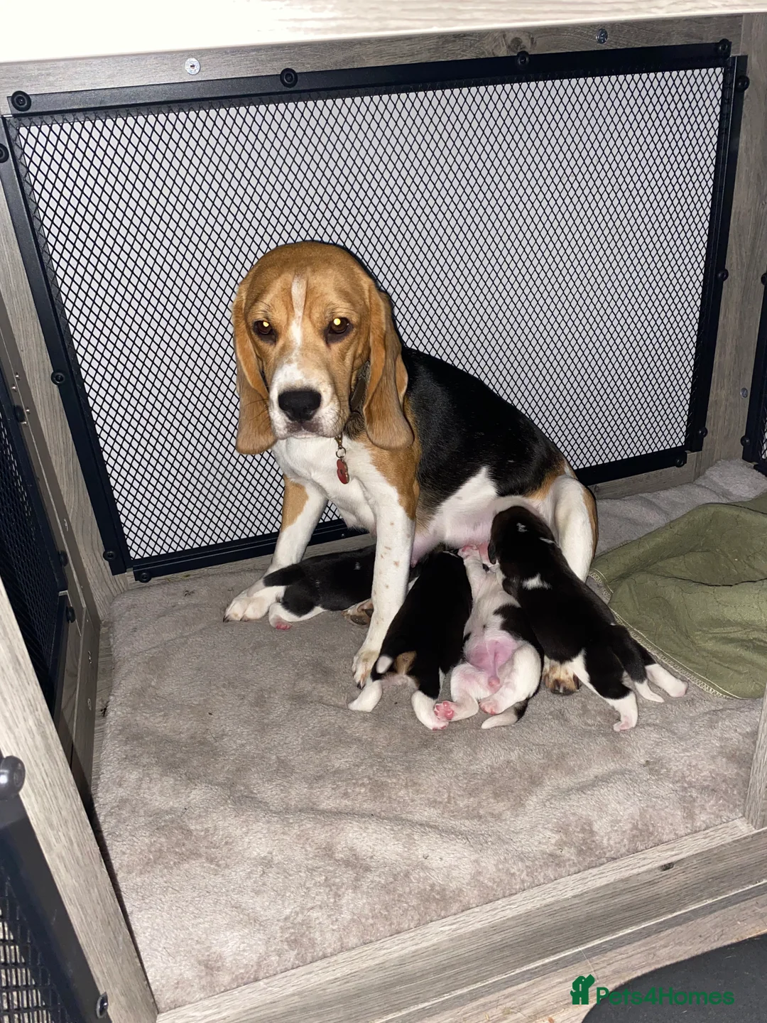 Beagle dogs for stud: KC registered Beagle stud in West Malling - Advert 8