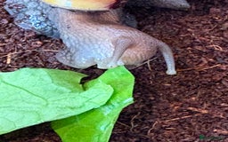 Snails invertebrates for sale: Giant African land snails  - Image 6
