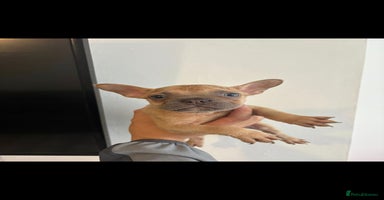 French Bulldog dogs - Advert 6