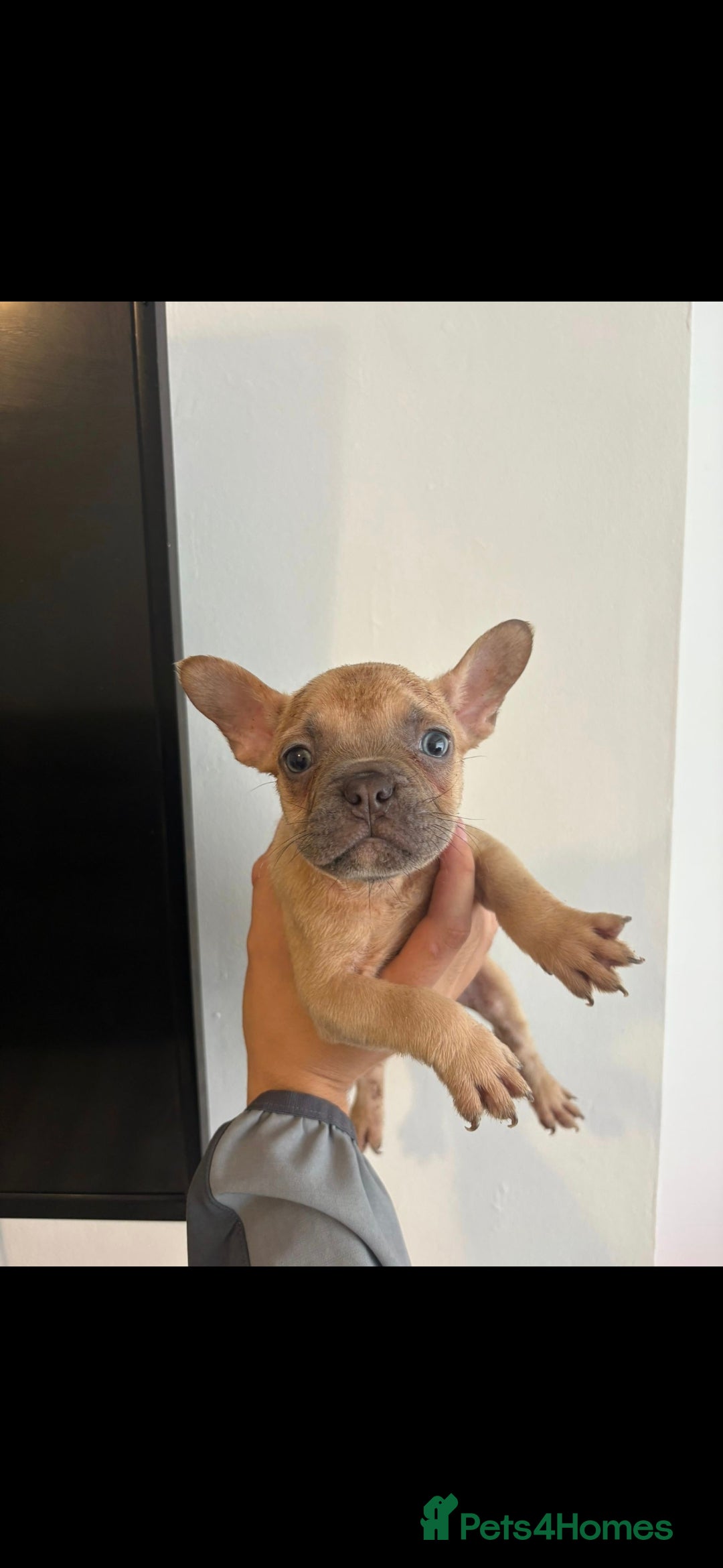 French Bulldog dogs for sale: French Bulldog Puppies For Sale  - Advert 3