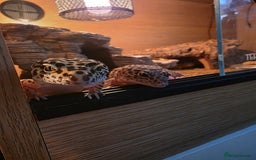 Leopard Gecko reptiles for sale: Leopard gecko for a good home - Image 6