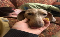 Miniature Dachshund dogs for sale: Buddy - Image 4