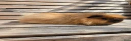 Guinea Pig rodents for sale: Range of boar pairs available - Advert 6