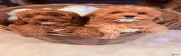 Cavapoo dogs for sale: Stunning F1 Health Tested Darlings  - Advert 5