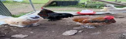 Chickens poultry for sale: CHICKENS FOR SALE – POINT OF LAY HENS & ROOSTERS in Ilfracombe - Advert 8