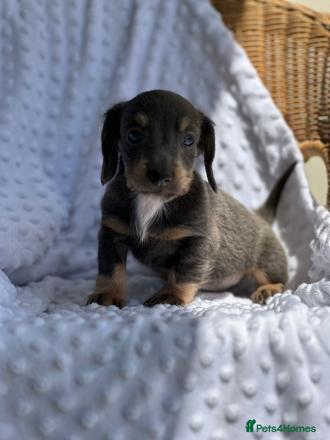 Miniature Dachshund dogs for sale: Miniature Dachshund Puppies  - Image 11