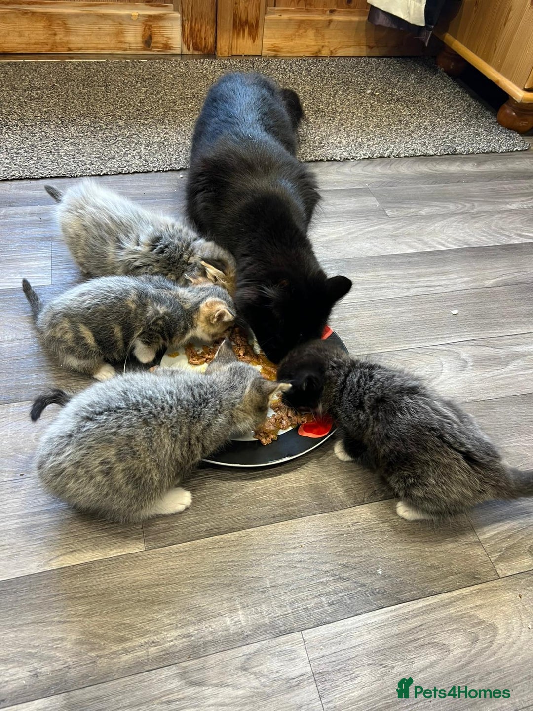 Mixed Breed cats for sale: 1x Boy and 1x Girl Kitten For Sale - Image 2