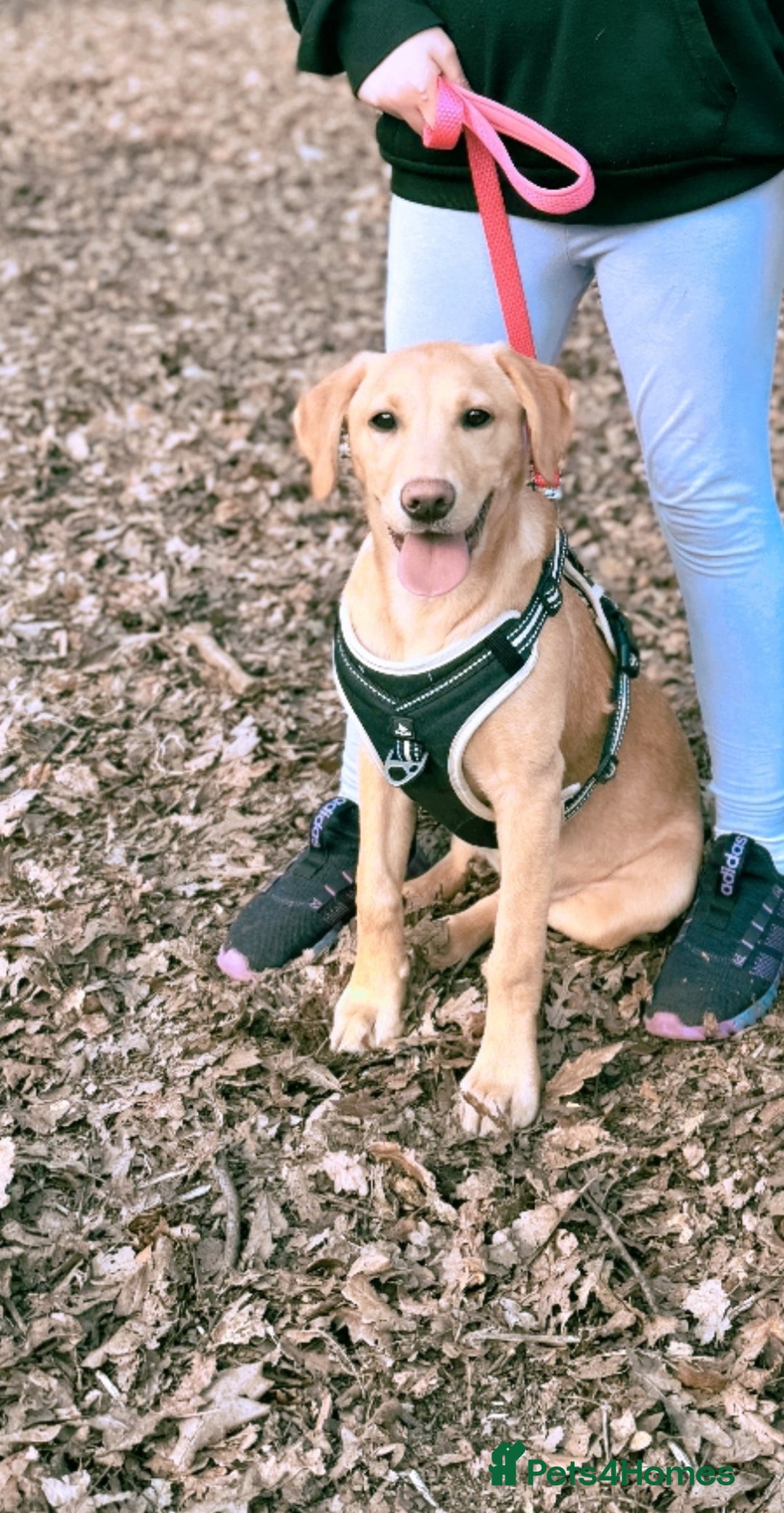 Labrador Retriever dogs for sale: Maisie  - Advert 6