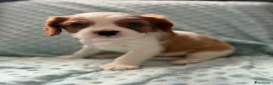 Cavalier King Charles Spaniel Puppy 2