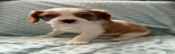 Cavalier King Charles Spaniel dogs for sale: Beautiful cavalier king charles puppies  - Advert 9