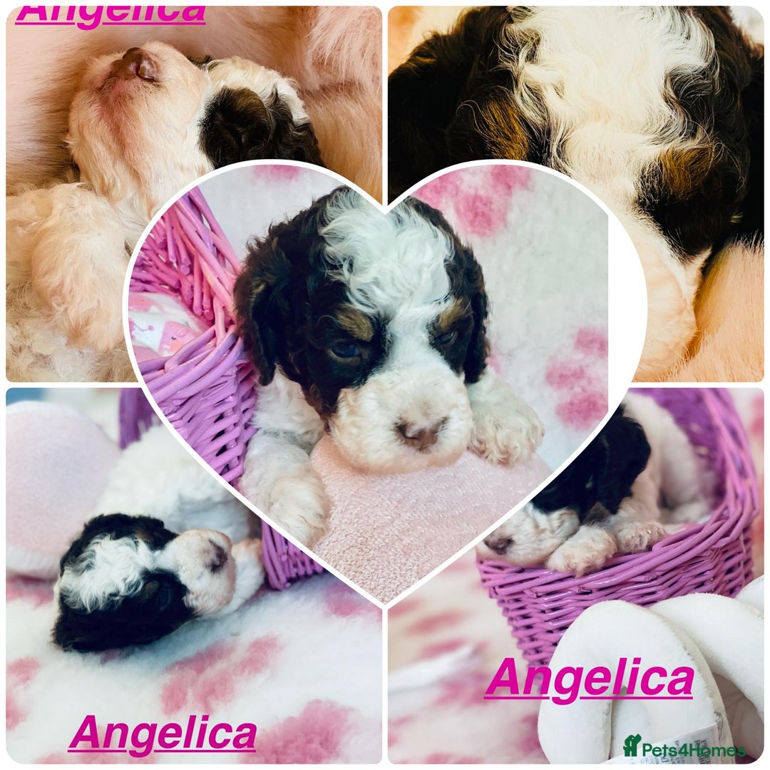 Cockapoo dogs for sale: Home raised American Cockapoos - Image 6