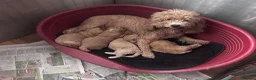 Miniature Poodle dogs for stud: Reggie Miniature KC registered Poodle   - Advert 10