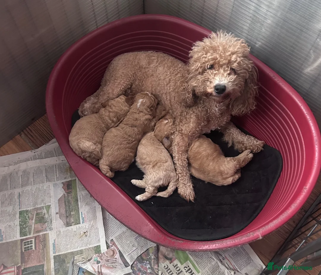 Miniature Poodle dogs for stud: Reggie Miniature KC registered Poodle   - Advert 10