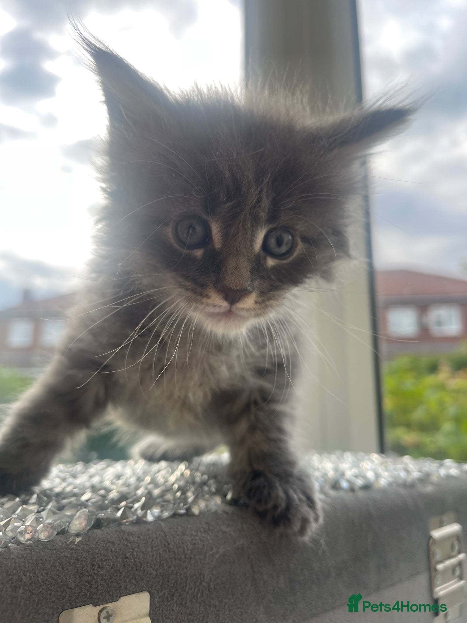 Maine Coon cats for sale: Maine Coon boy - Advert 17