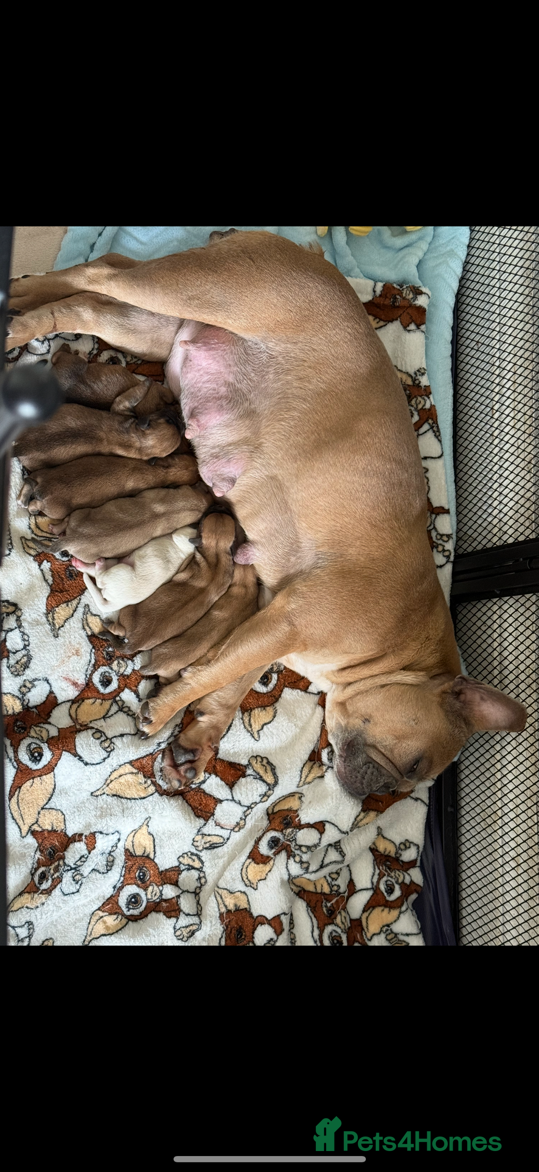 Mixed Breed dogs for sale: Beautiful Frenchie crossed with imperial Shitzu  - Image 5