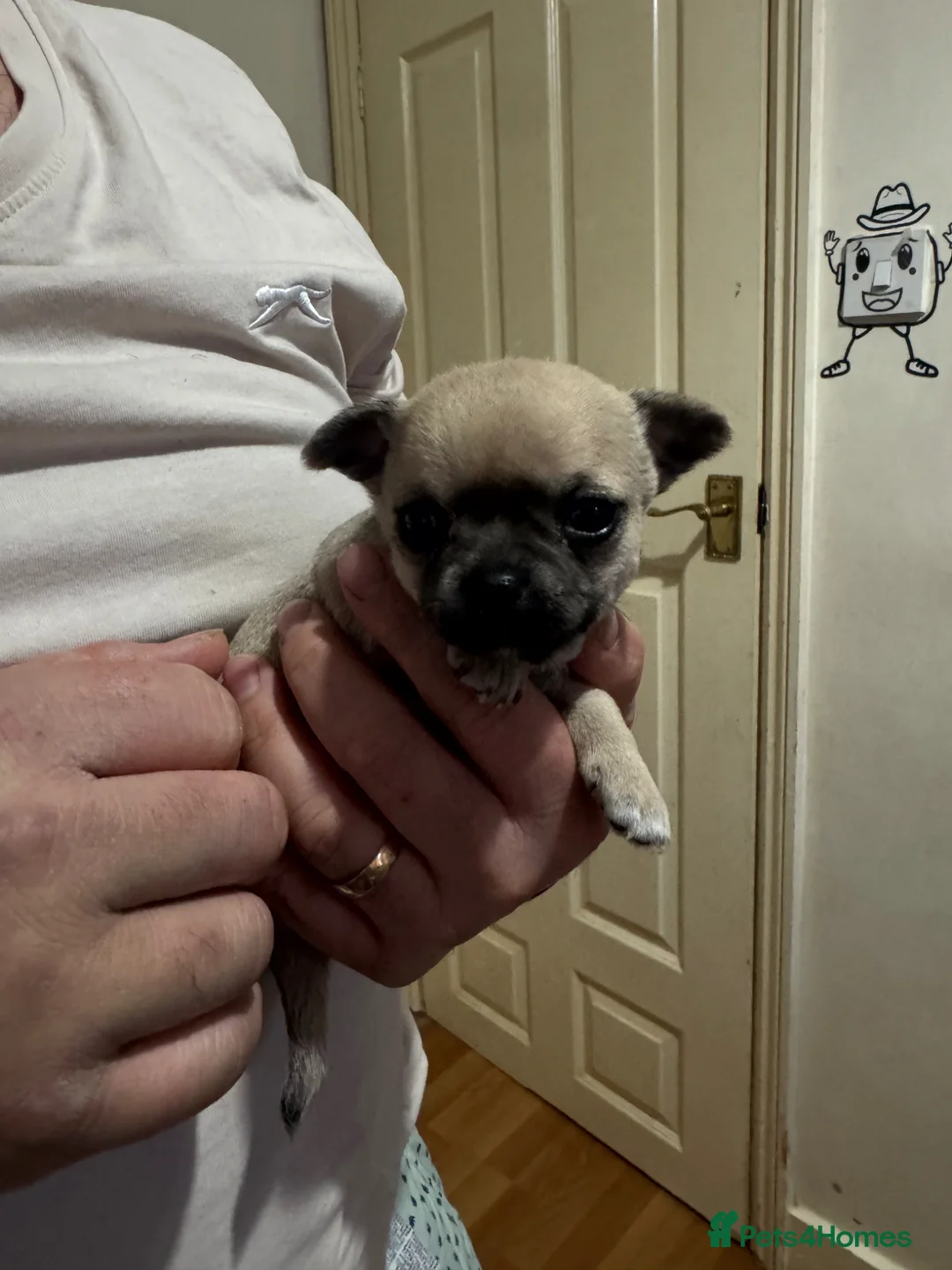 Chihuahua dogs for sale: 2 Chihuahua puppies FOR SALE - Advert 2