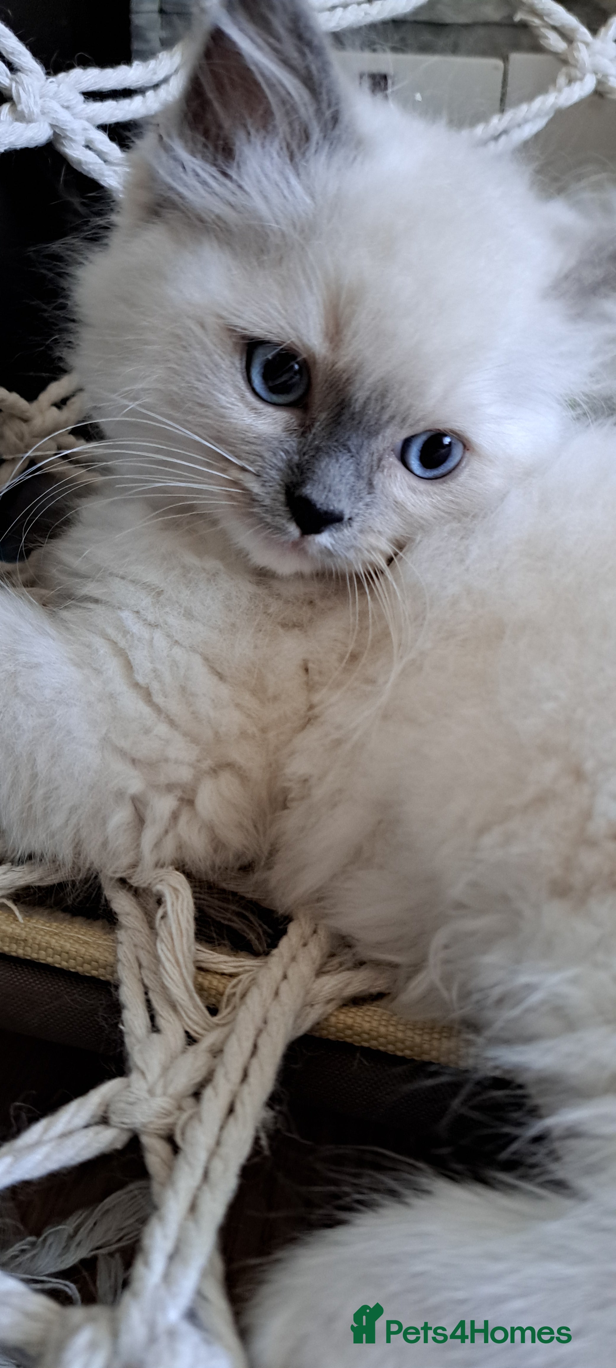 Ragdoll cats Beautiful Ragdolls by Liga in Manchester - Advert 8