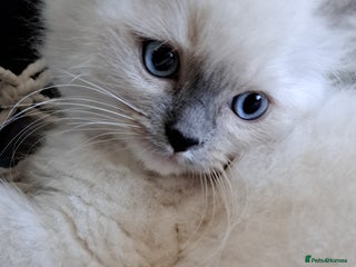 Ragdoll cats in Manchester - Advert 27