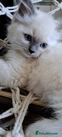 Ragdoll cats in Manchester - Advert 14