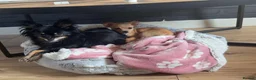 Chihuahua dogs for sale: 17 week old Girl Chihuahua  in Stoke-on-Trent - Advert 4