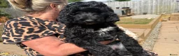Irish Doodle dogs for sale: Irish Gordon Doodles - Advert 1