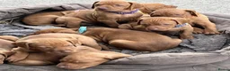 Hungarian Vizsla dogs for sale: Knowledgeable Choice for a Loyal Vizsla Companions in Cardiff - Advert 3