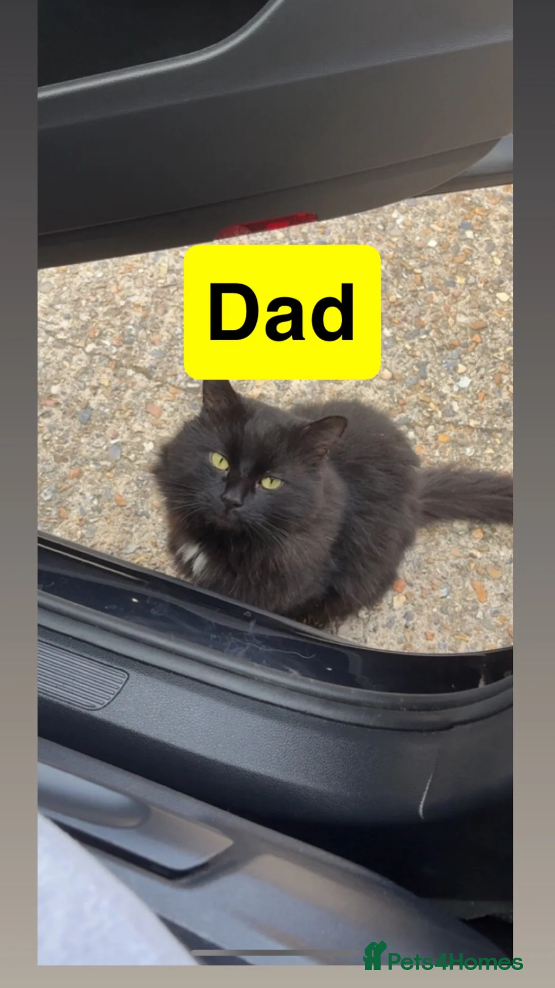 Mixed Breed cats for sale: Stunning kittens❤️ - Advert 5